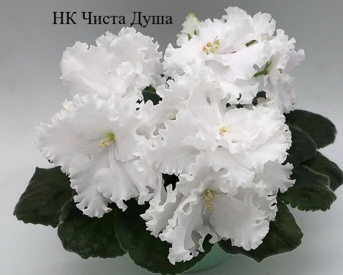 Продам сортовые фиалки