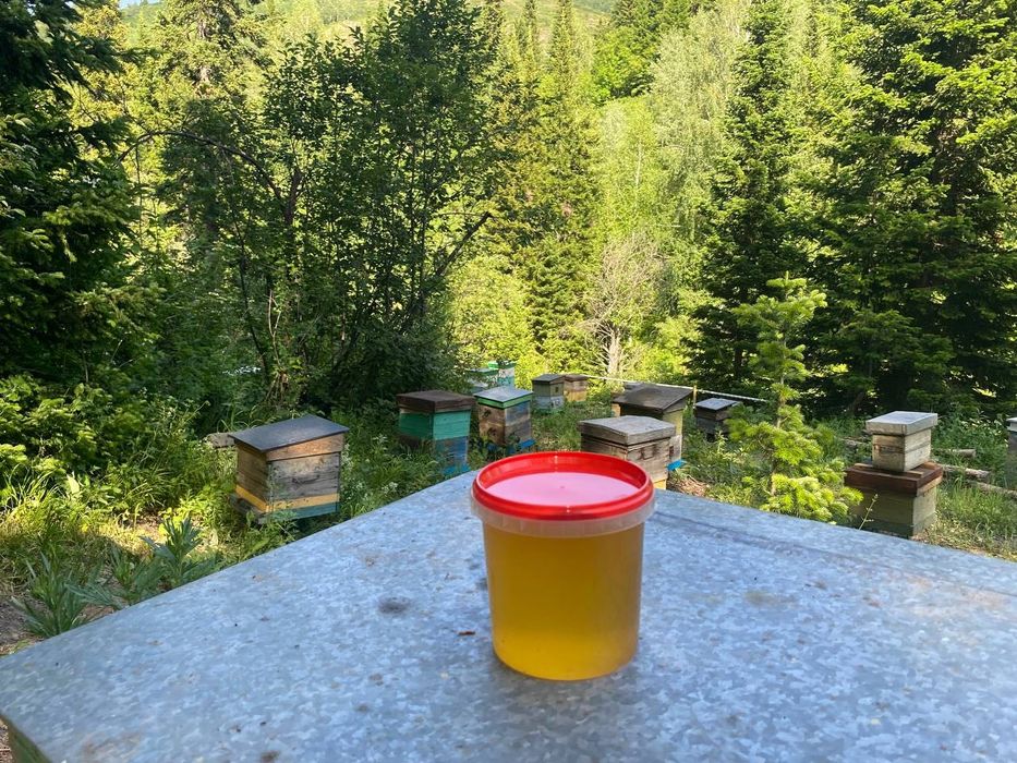 Пчелосемьи Продам