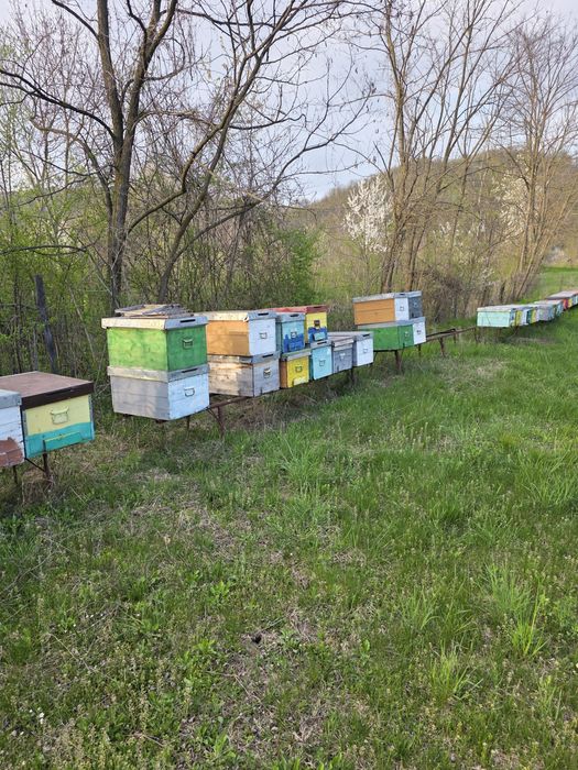 Vând stupi si rampe  in stare buna