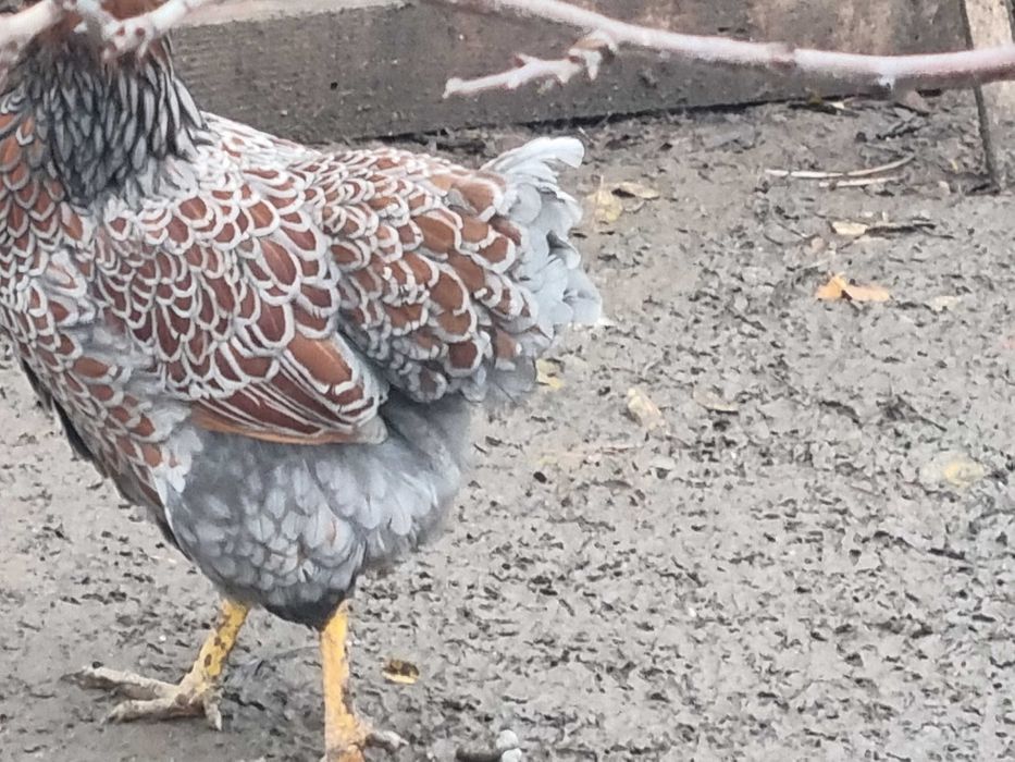 Gaina Wiandotte rosu albastru (auriu albastru)