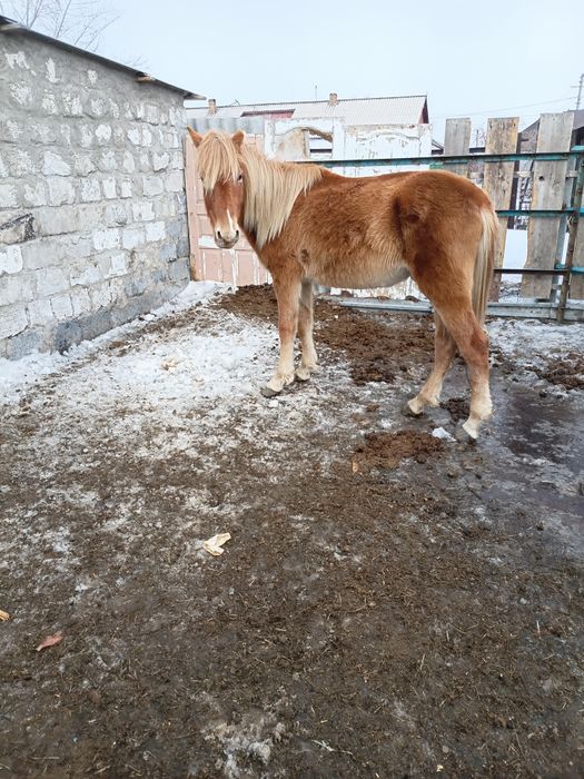 Тайчики жеребчики