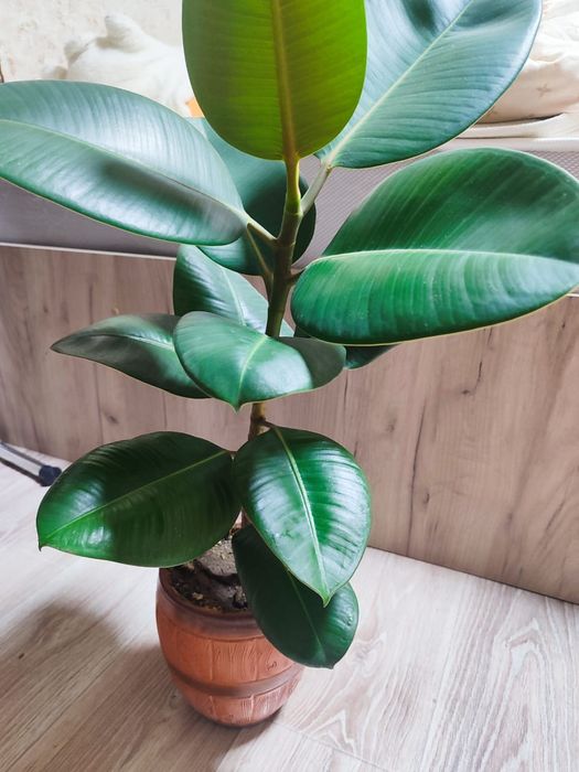 Фикус широколиственных