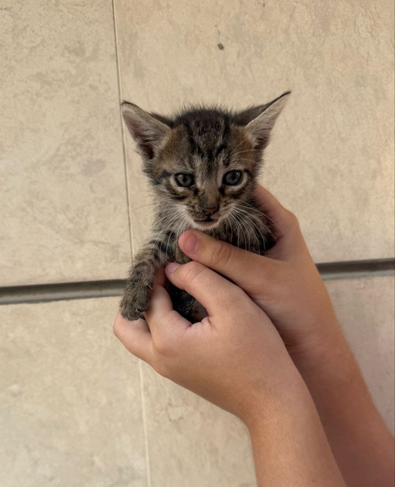 Подарявам малки котенца
