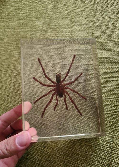 Tarantula Reala Incastrata In Rasina Insecte Reale Insectar Deagostini