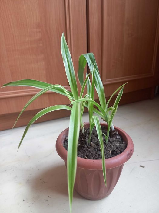 Продам комнатные цветы