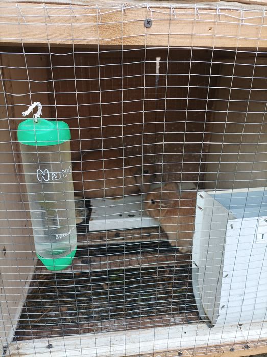 Karlik Baran Quyonlar sotiladi