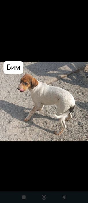 Отдам щенков даром