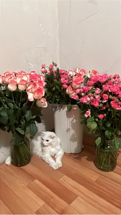 Отдам даром в хорошие руки