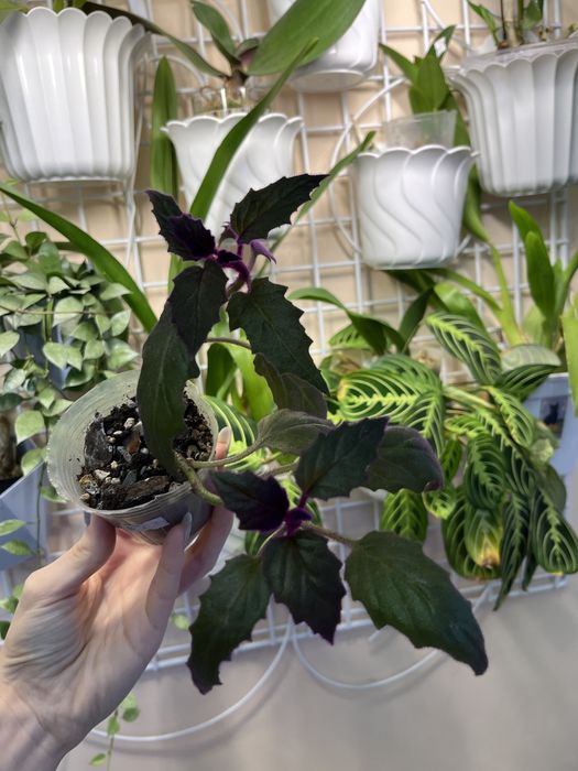 Цветок Гинура лиана