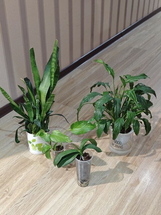 Цветы гул гүл суккуленты