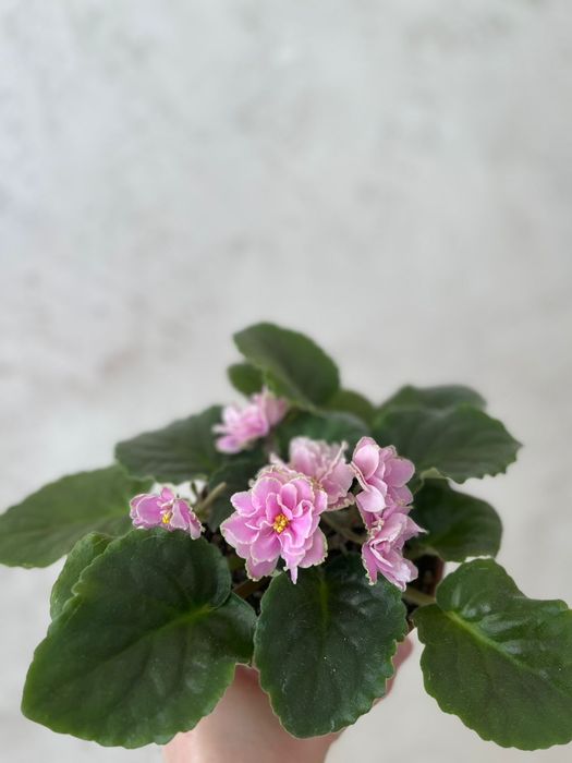 Фиалки в трёх цветах