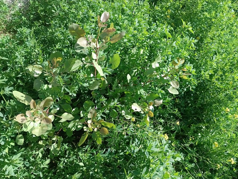 Фисташковое дерево