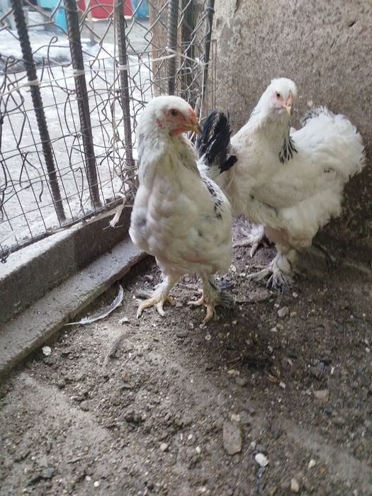 Светлый брамы петушки