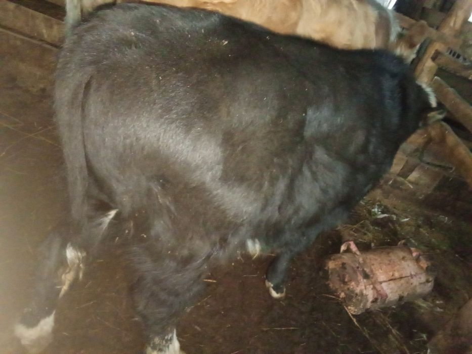 2 подсос бұқа сатамын