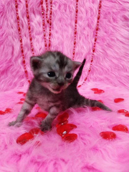 Две Бенгальские котята  девочки