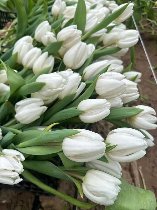 Тюльпаны качественный Белорусские