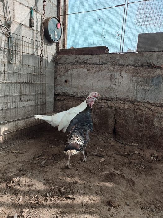Продам две индюшки