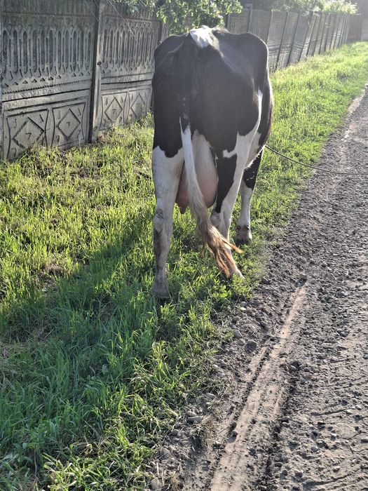 Vand vaca cu vitel