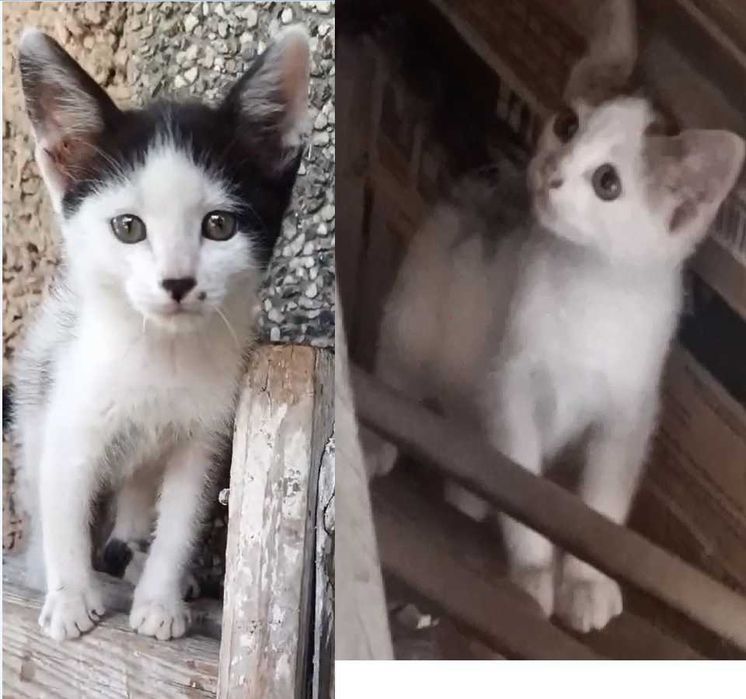Подаряват се две малки котета