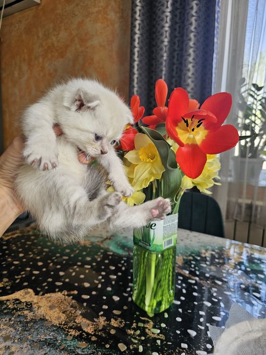 Шотландцы чистокровные