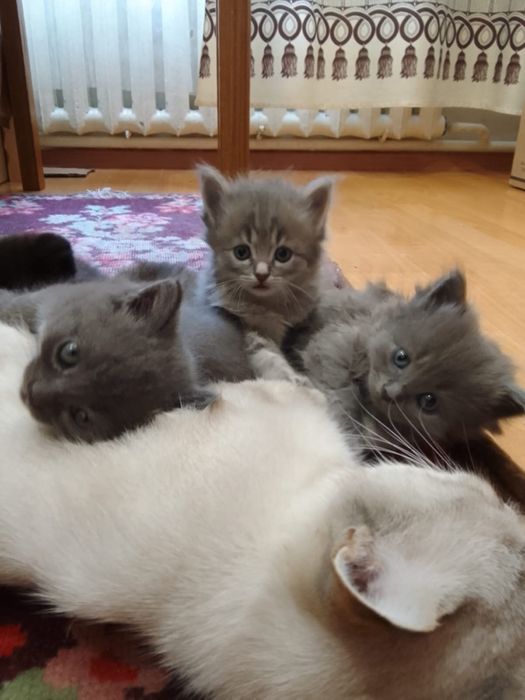 Отдадим котят в добрые руки