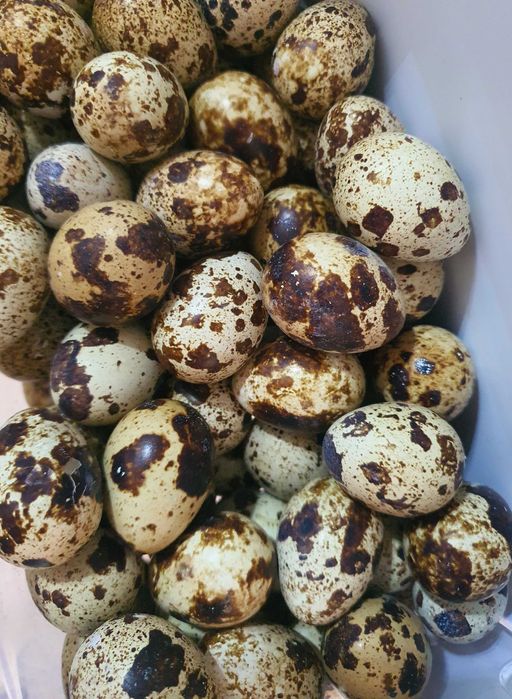 Ouă de prepelite,pentru consum