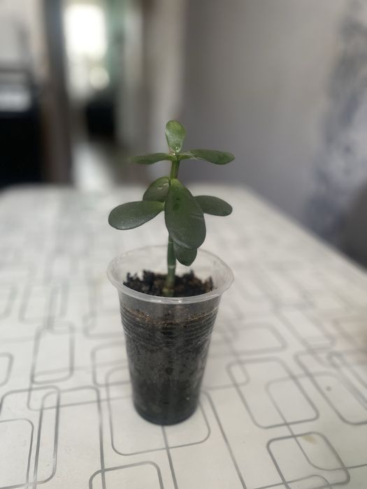 Денежное дерево/Толстянка