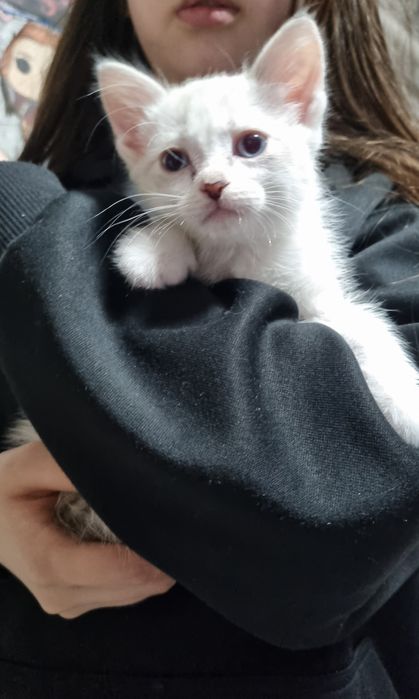 отдаю котенка мальчика в добрые руки