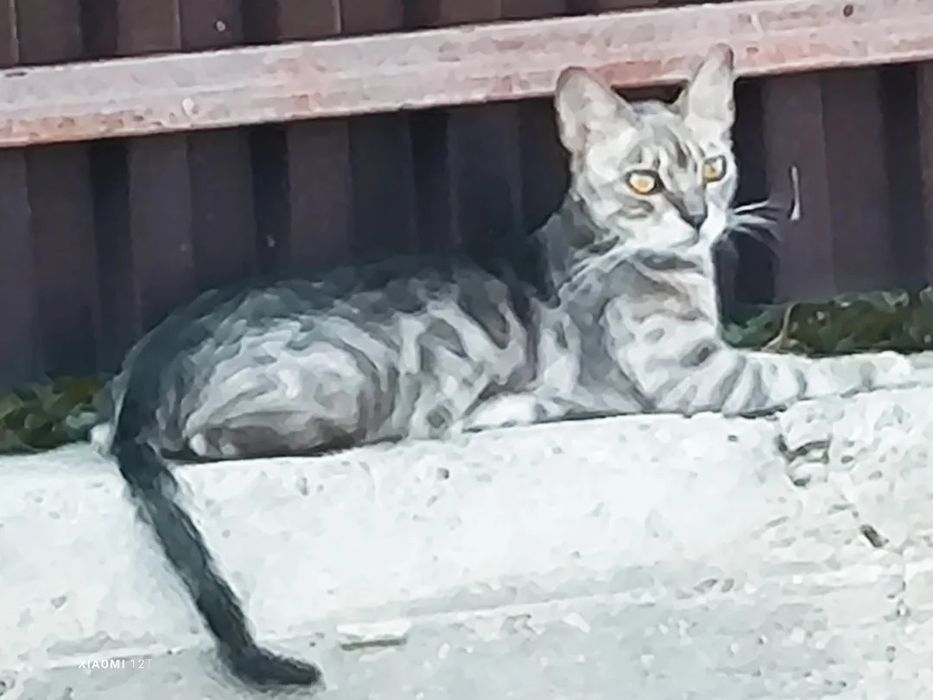 Котята   бесплатно