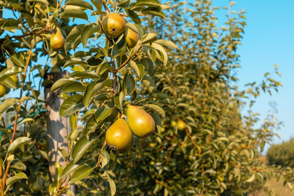 Продава се Земеделски имот в с. Братово, Област Бургас -  кв.м за 9211 €/дка - Снимка #8