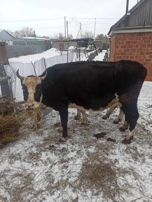 Продам корову молодую