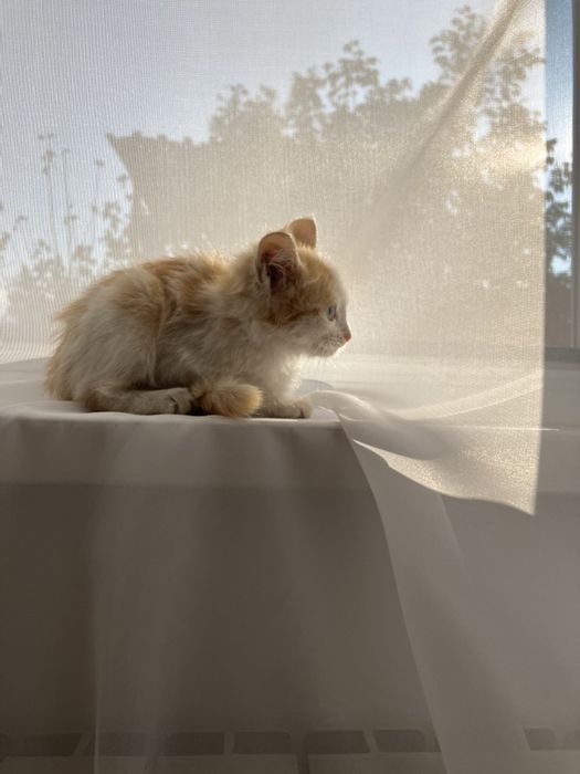 Рыжее счастье ищет дом — котёнок в добрые руки