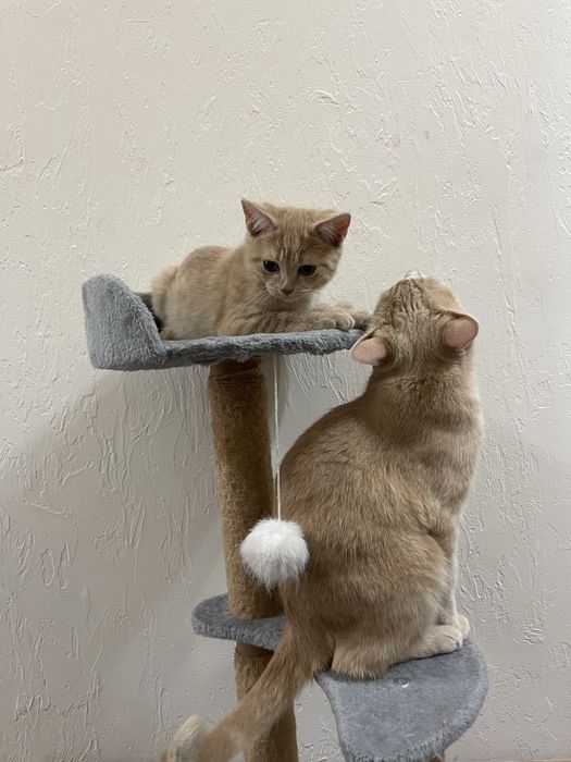 Котята породистые