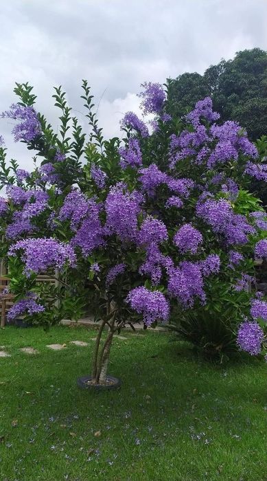 Salcam parfumat galben , rosu , roz , alb , mov