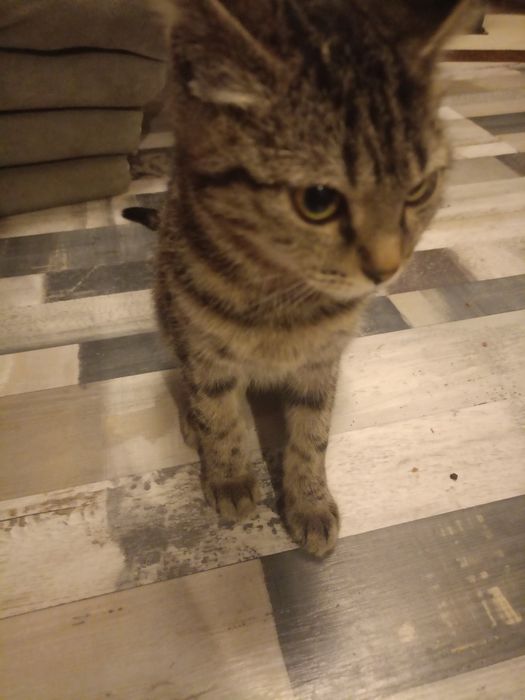 отдам котёнка даром в хорошие руки