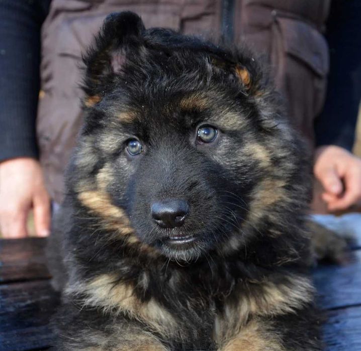 ЩЕНКИ немецкой Овчарки Клубные