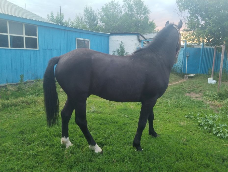 Продается жеребец 3летка