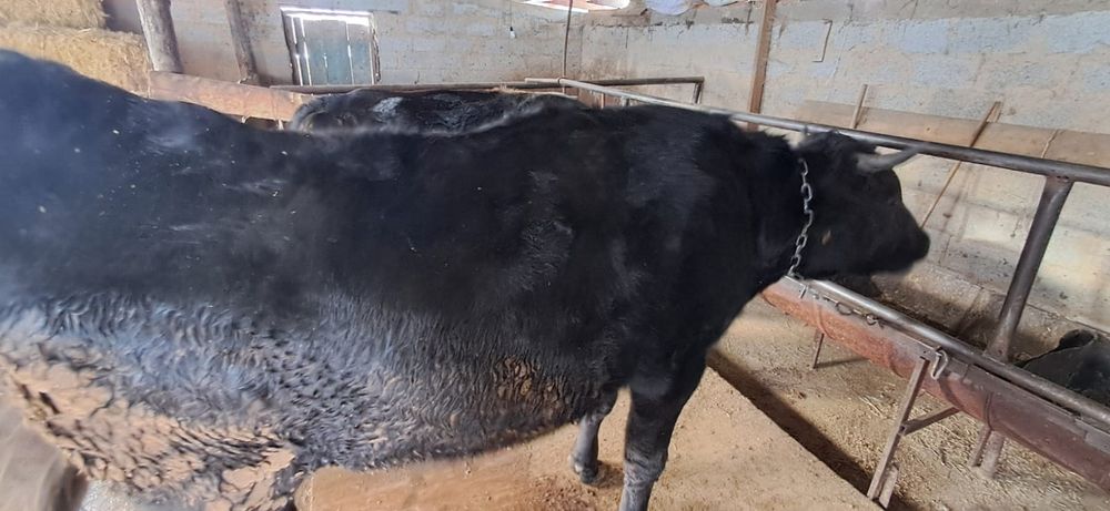 Продам корову 2 годовалый