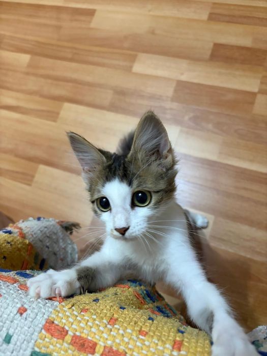Котопринцесса в добрые руки!