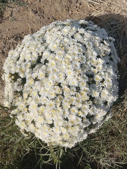 Xirazentimani gullari sotiladi