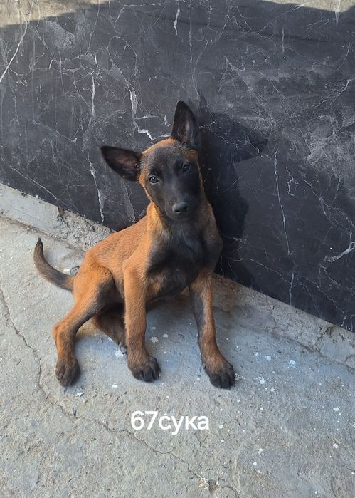Продаются чистопородные щенки Малинуа