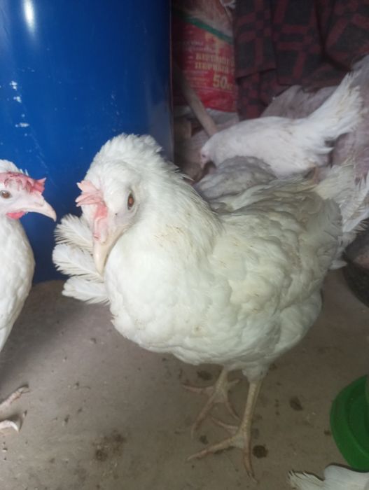 Несушки каралл срочно келісеміз 5еу бар