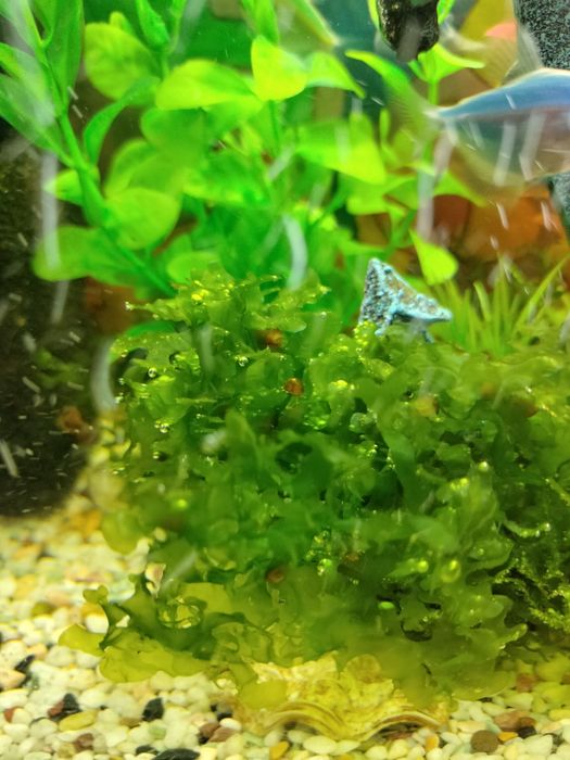 Аквариумные улитки / улитки катушки