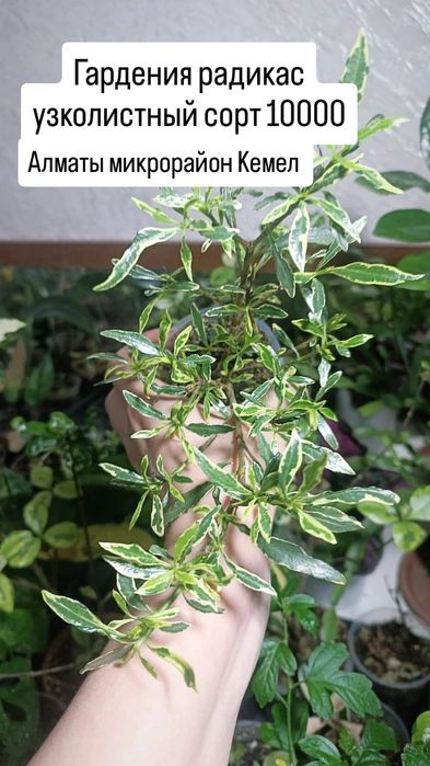 Комнатные растения