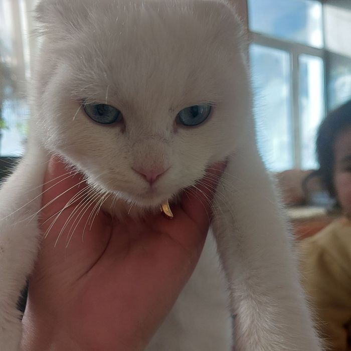 Scottish fold mushuk sotiladi qiz bola