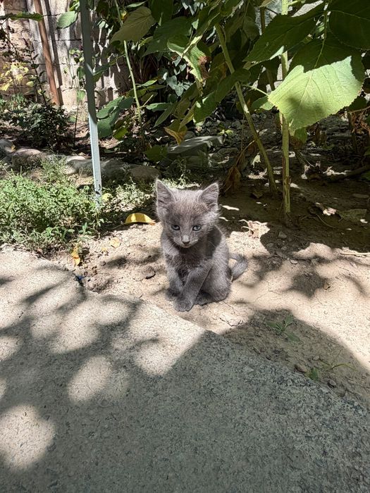 Котята домашние чистые