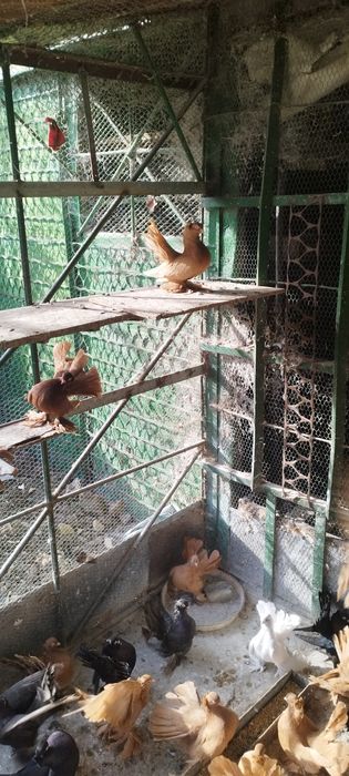 Продавам ростовски гълъби.