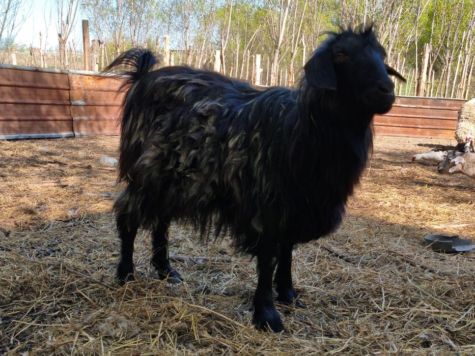 продам трёх казлов