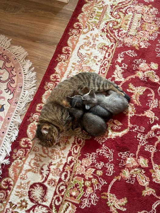 Отдаю милых котят