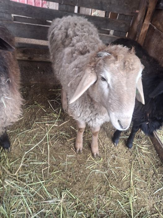 Продам тохтушек  кошкары